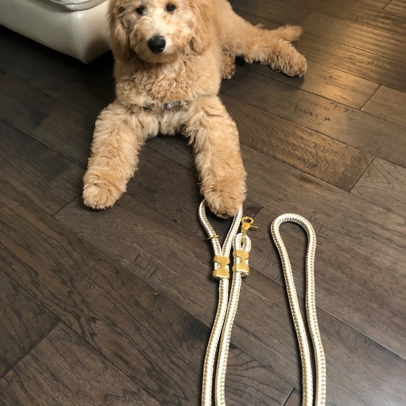 Dog Leash - Picture 1 of 5